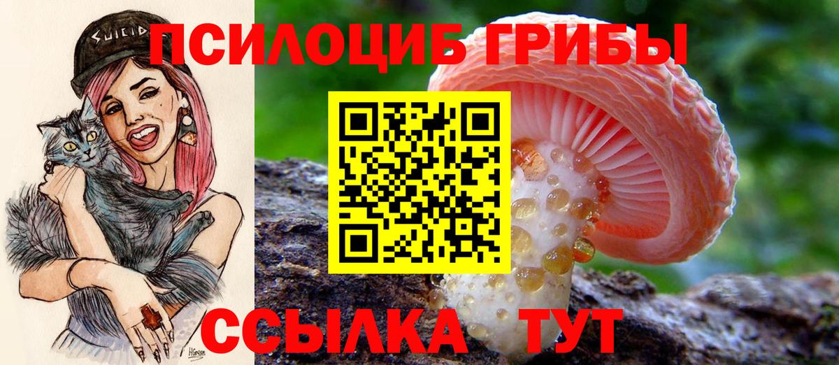 Салехард  Псилоцибиновые грибы Cubensis  Вход с VPN 